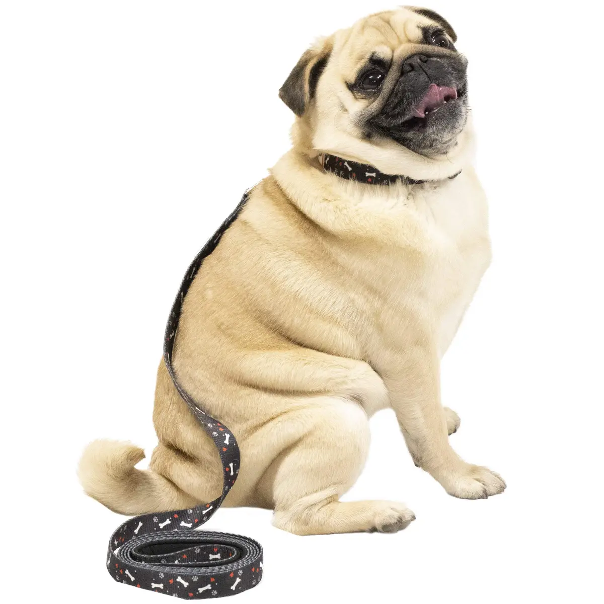 Black Pet Leash 1