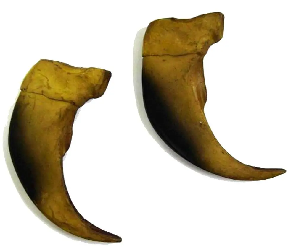 Large 3 Inch Black Bear Claw Replicas 1