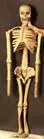 Realistic 5 Foot Rubber Skeleton 1