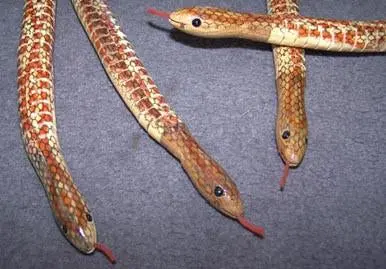 20 Inch Wooden Wiggle Fake Snake 1