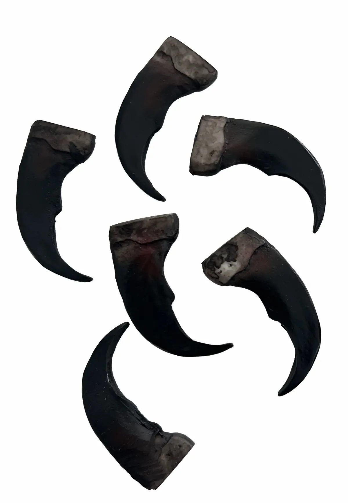 Bulk Lot Of 2,100 Grizzly 2 Inch Bear Claw Replicas 2
