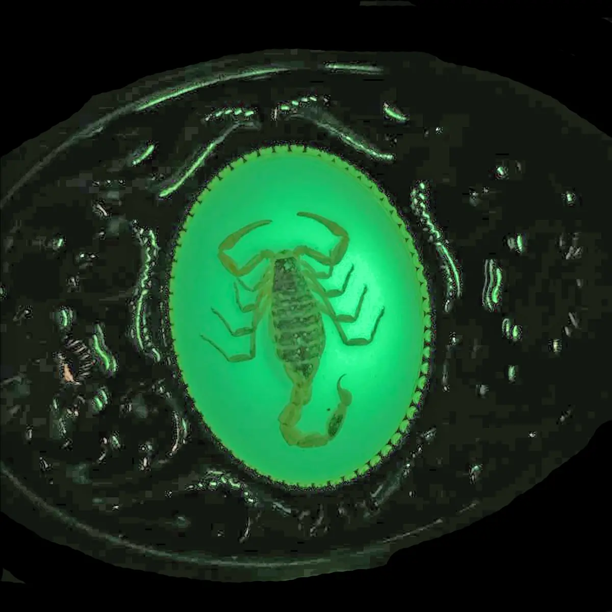 Glow-In-The-Dark Scorpion Belt Buckle 2